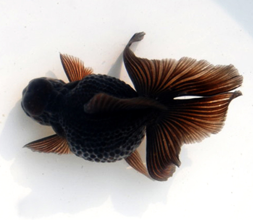 ping pong pearlscale goldfish