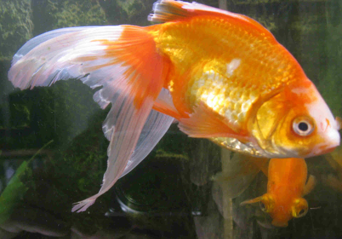 goldfish bacterial infection treatment
