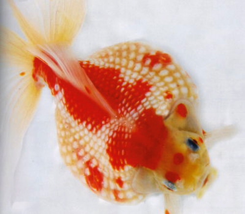 pearlscale goldfish cute