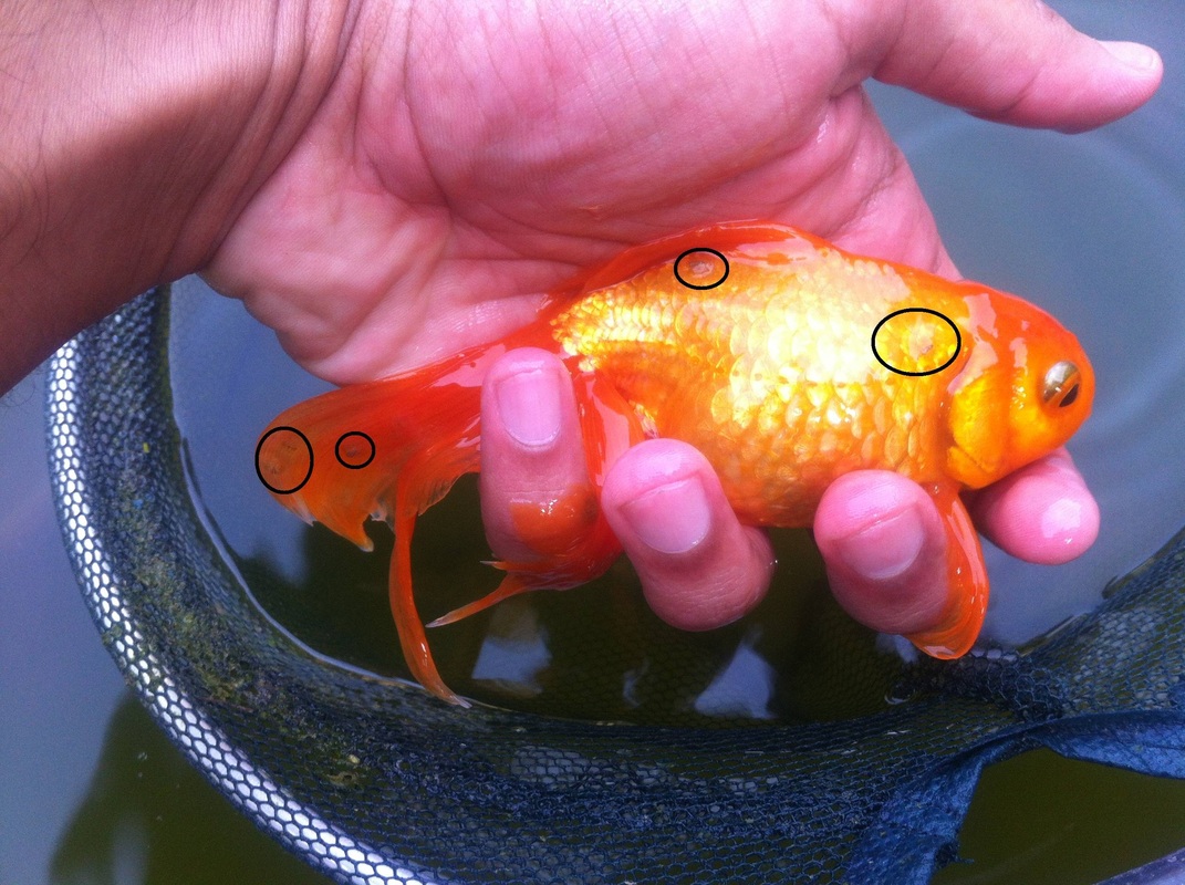 goldfish bacterial infection treatment